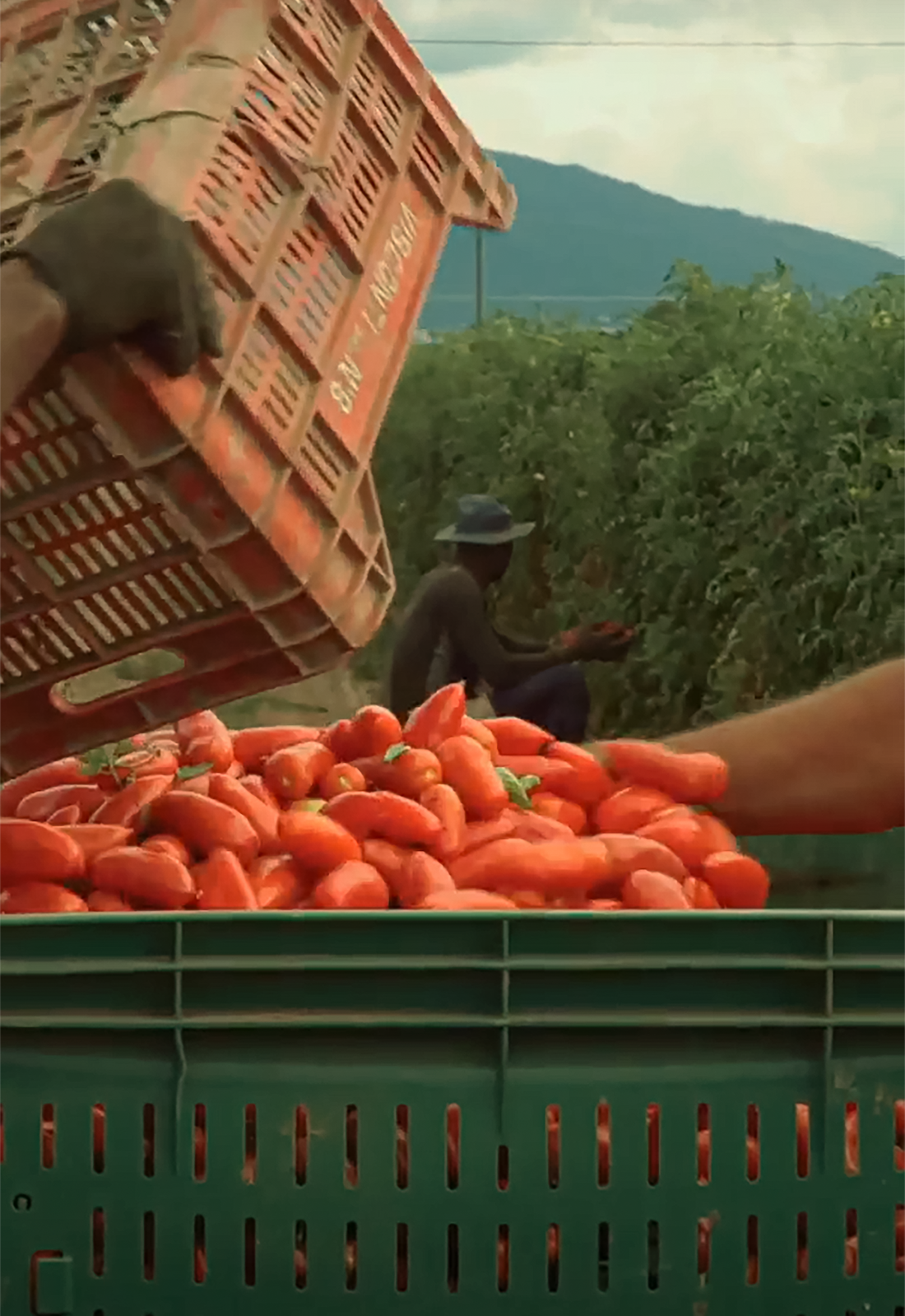 All about San Marzano Tomatoes